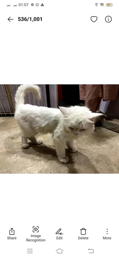 Cat hai
