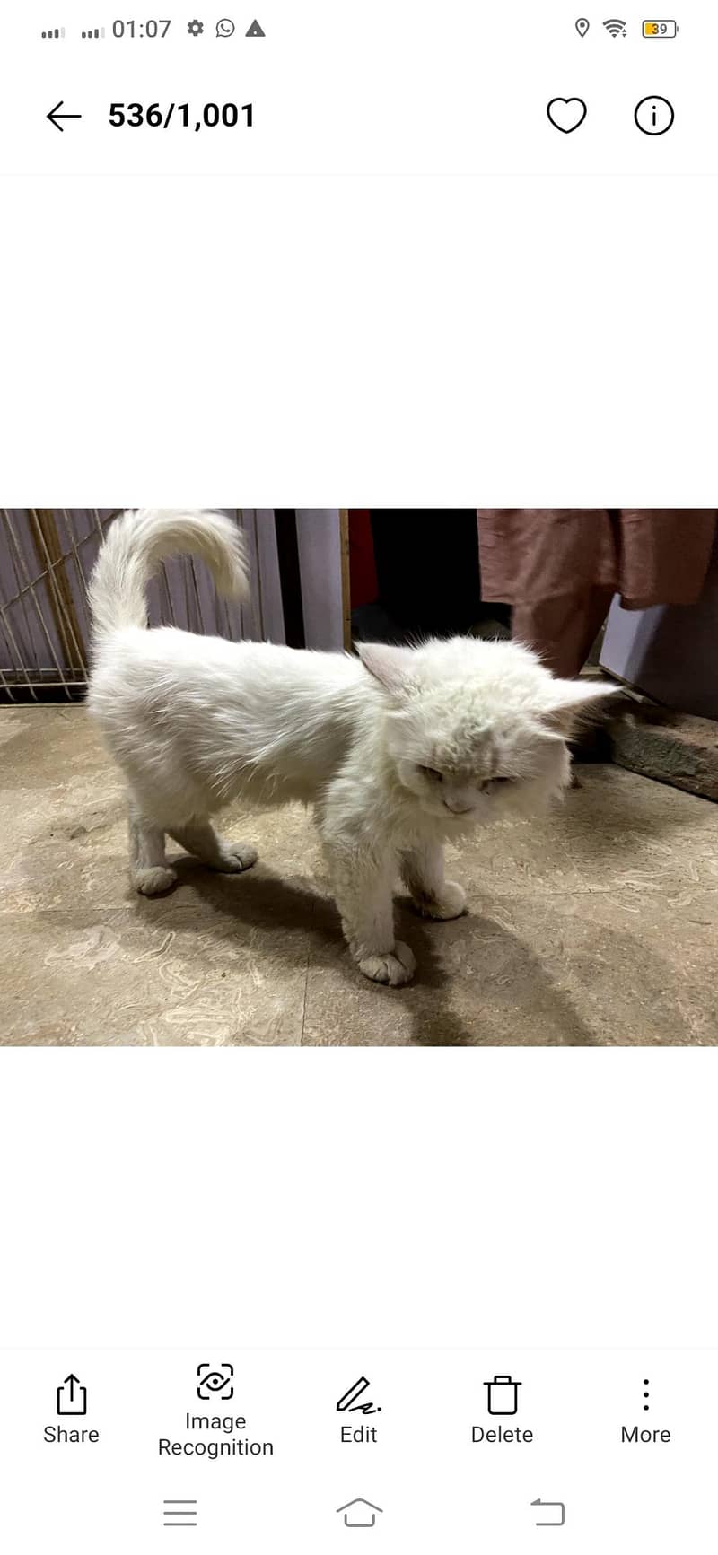 Cat hai 0