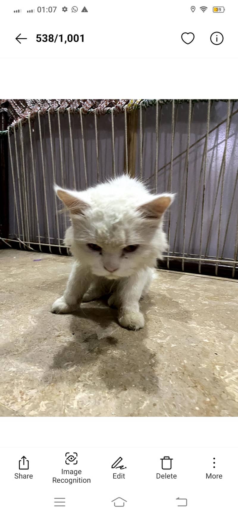 Cat hai 1