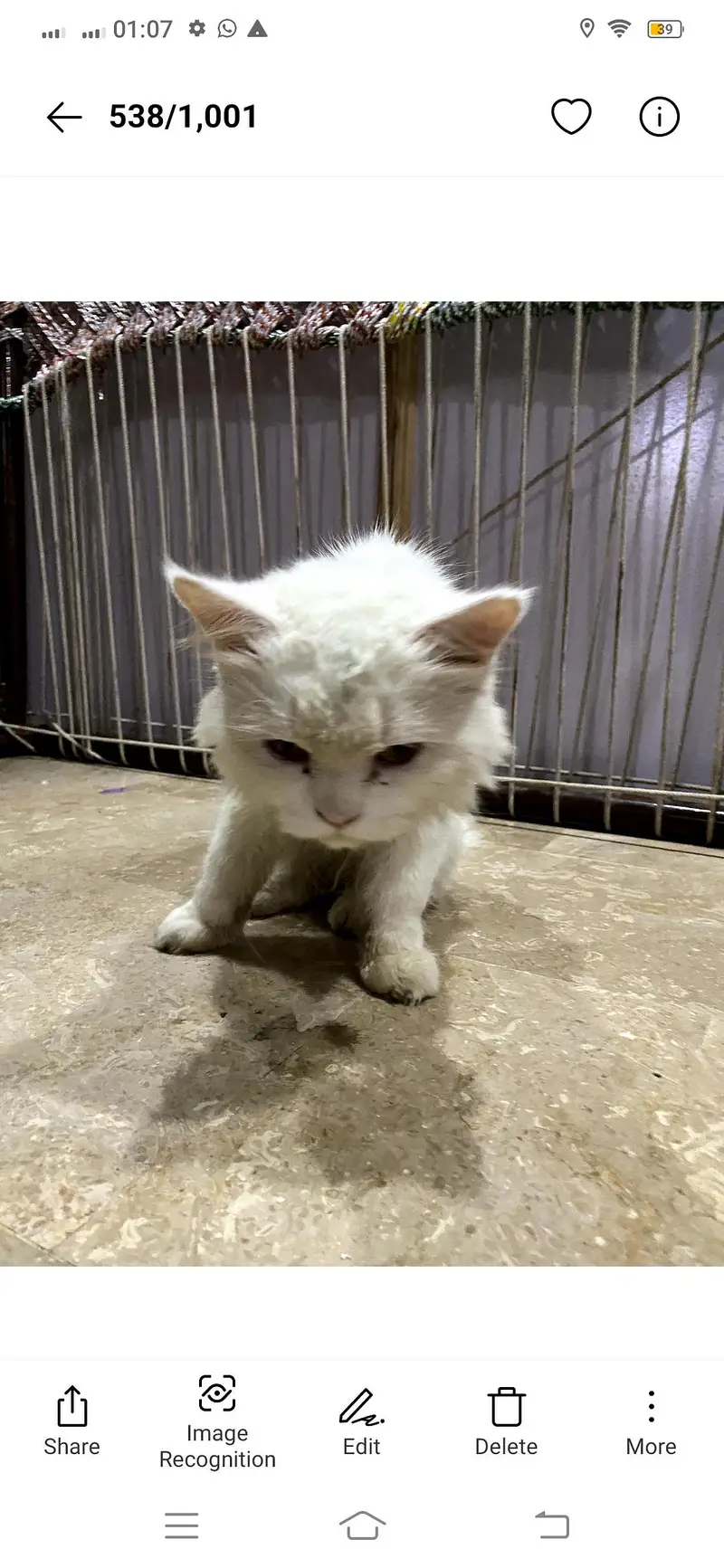 Cat hai — photo 2