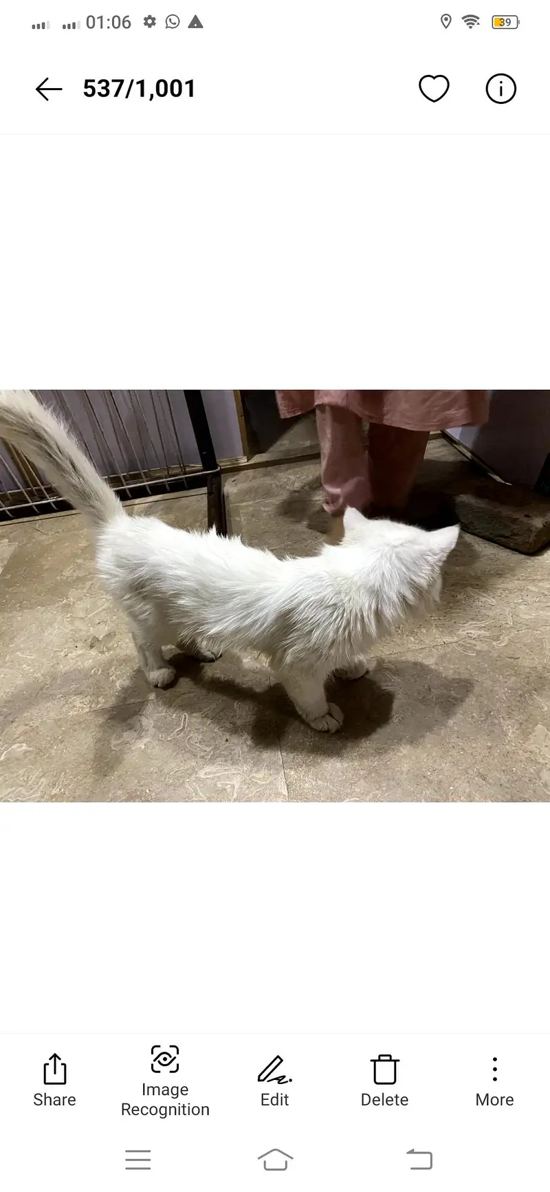 Cat hai — photo 3
