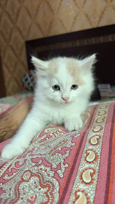 Kitten turkish angora