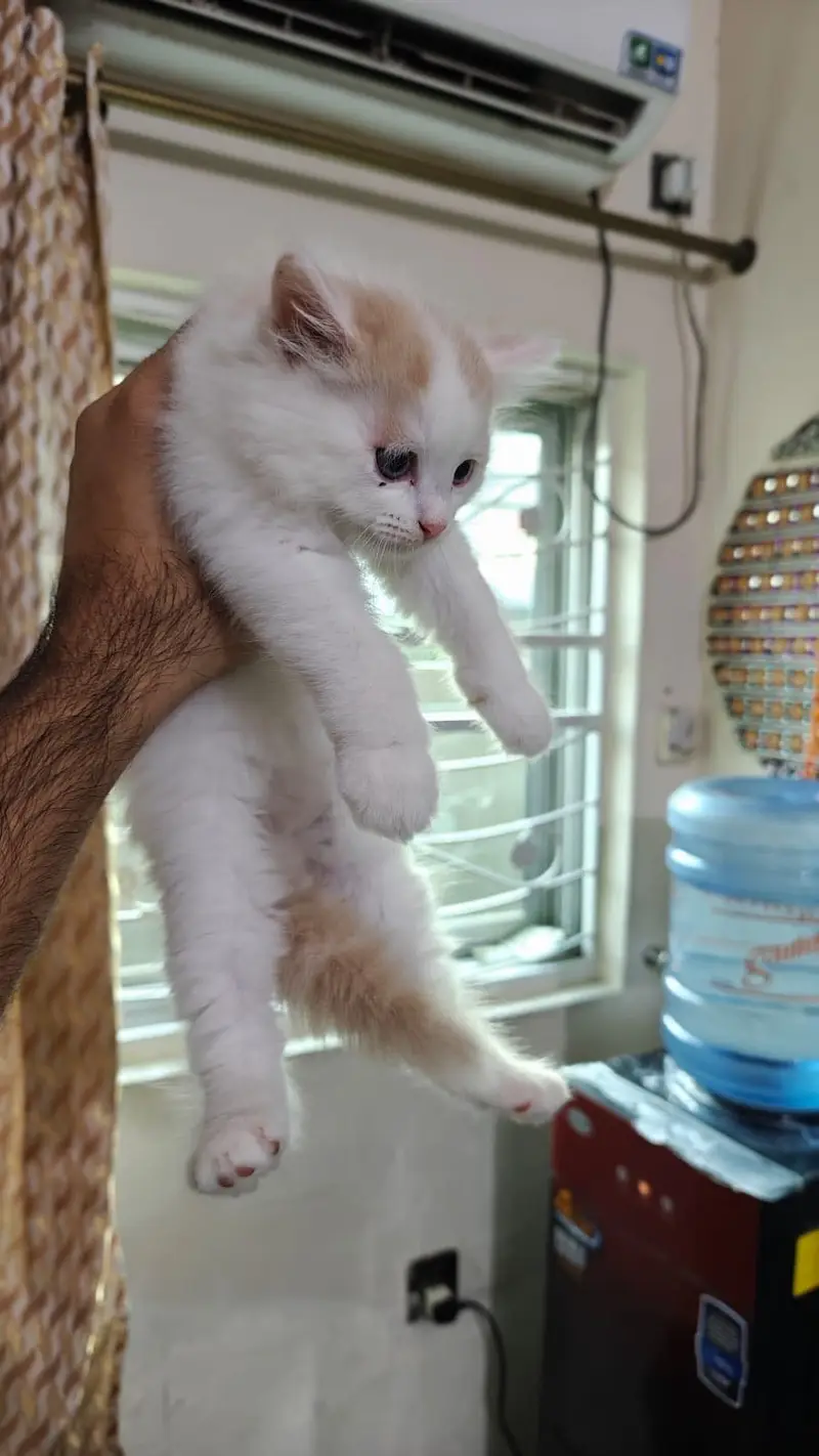 Kitten turkish angora — photo 2