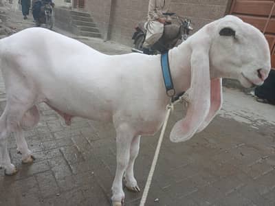 Kajla dumba 50 to 55 kg live weight karachi