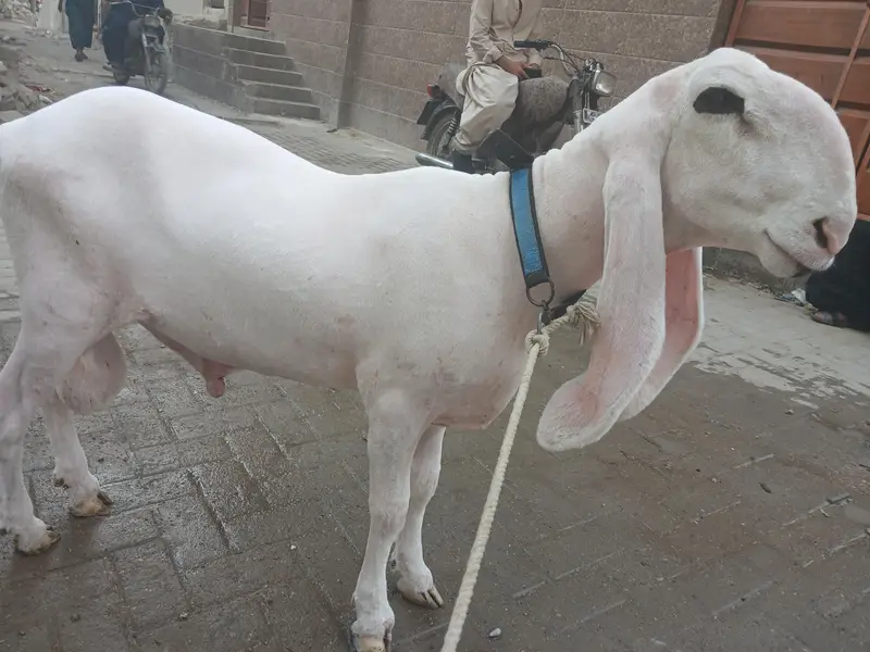 Kajla dumba 50 to 55 kg live weight karachi
