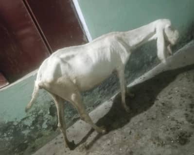 Bkri for sale