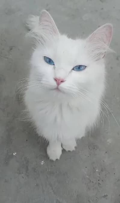 Persian Cat