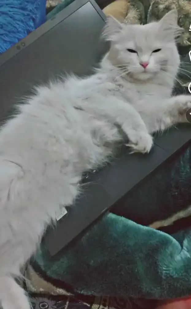 Persian Cat — photo 2