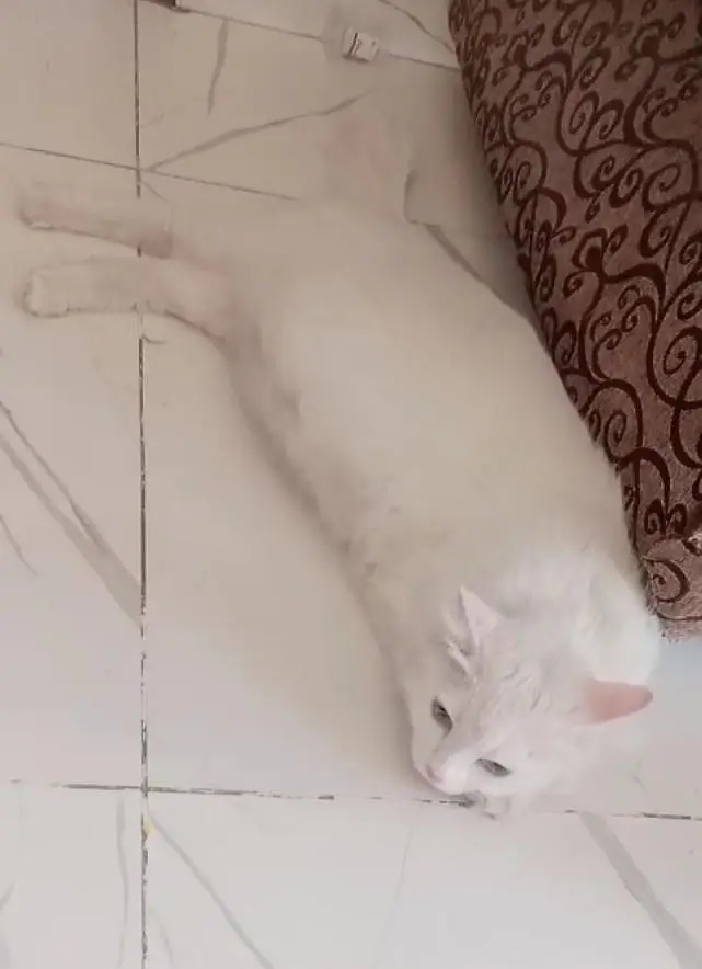 Persian Cat — photo 3