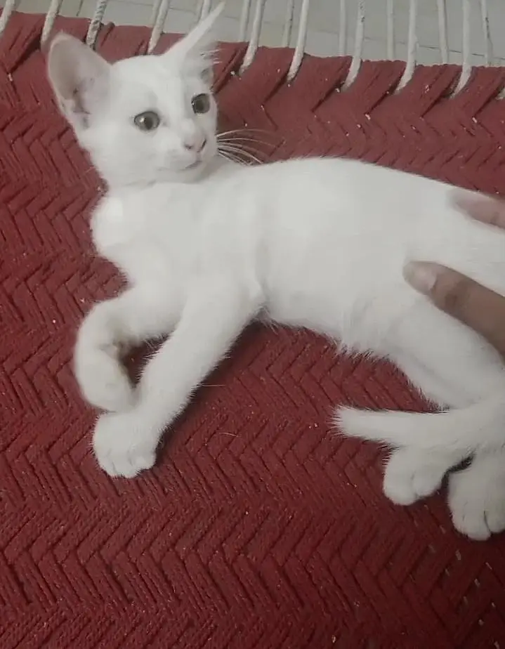Persian Cat — photo 4