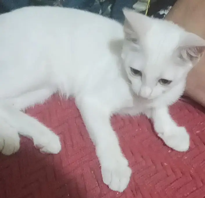 Persian Cat — photo 6