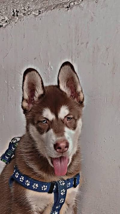 Siberian husky