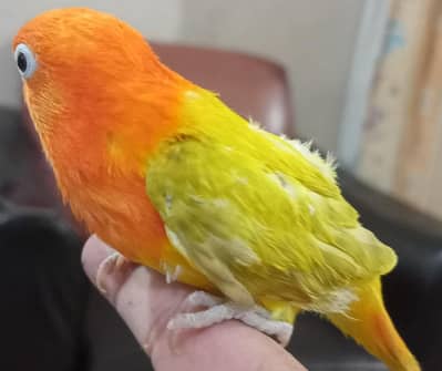 hand tame bird available