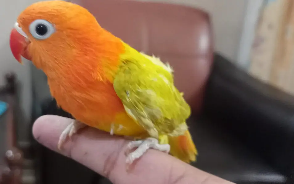 hand tame bird available — photo 2