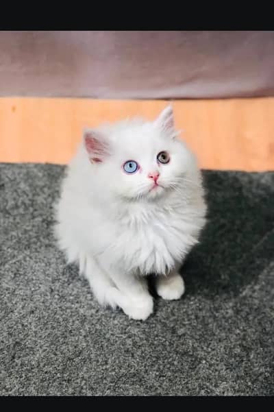 cats baby sale