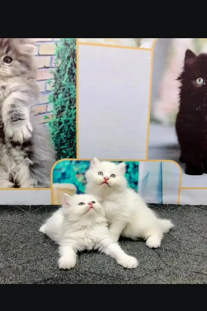 cats baby sale — photo 2
