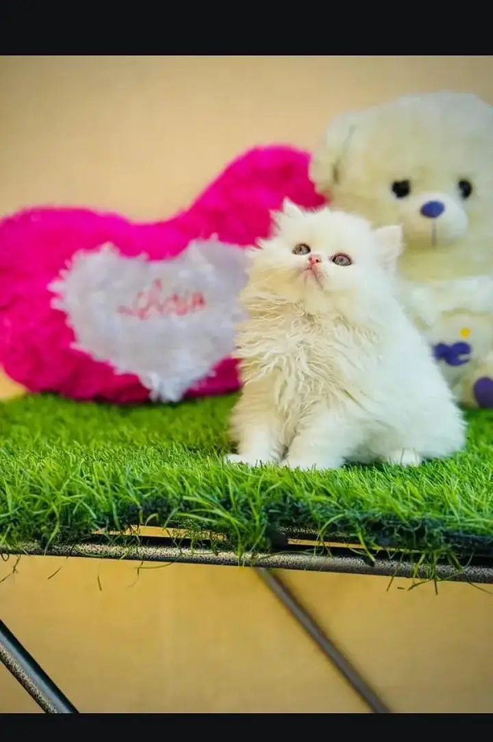 cats baby sale — photo 3