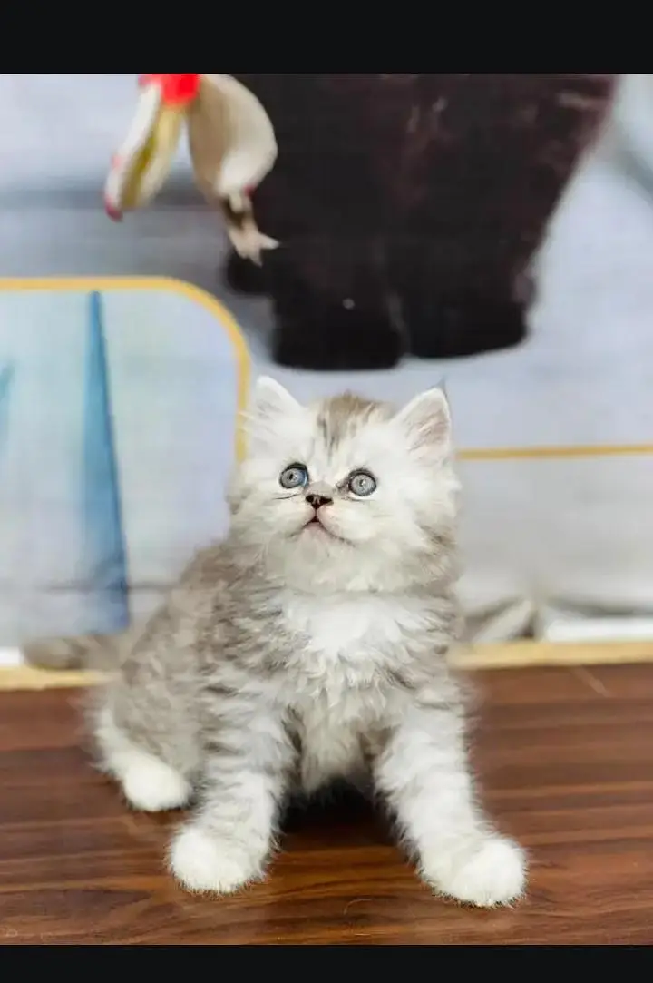 cats baby sale — photo 4