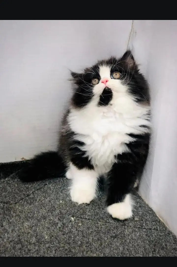 cats baby sale — photo 5