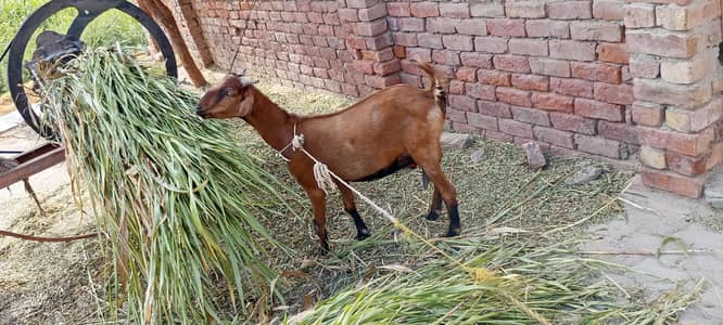VIP ghabban Bakri goat for sales