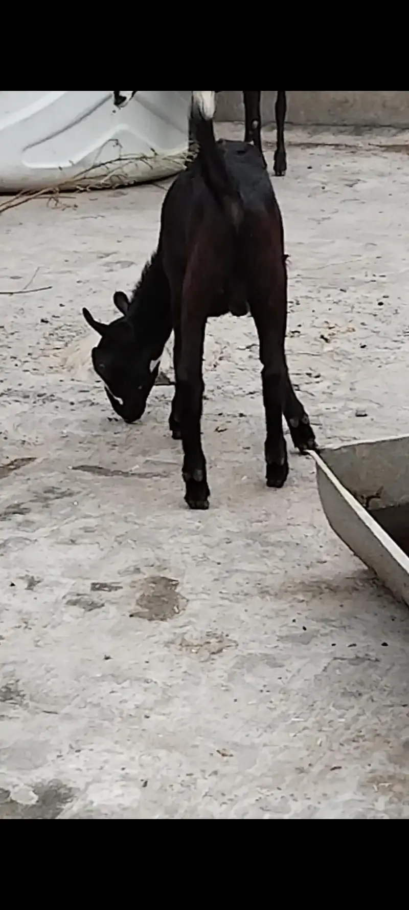 Pure Teddy Burbari Gulabi Babay. — photo 3