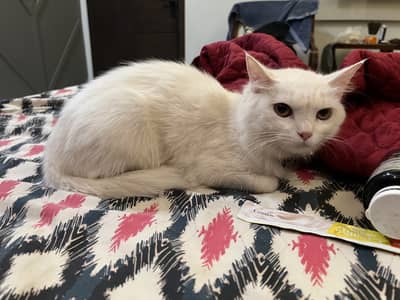 Female Persian Cat(9 months old)