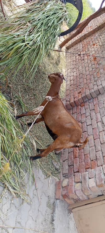 VIP ghabban Bakri goat for sale