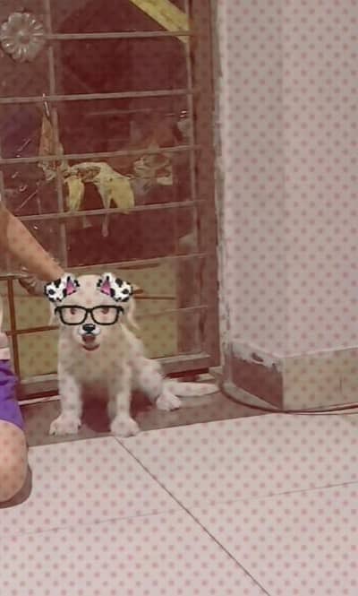 Fully Trained puppy