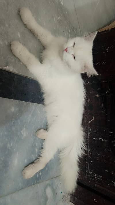 Female cat