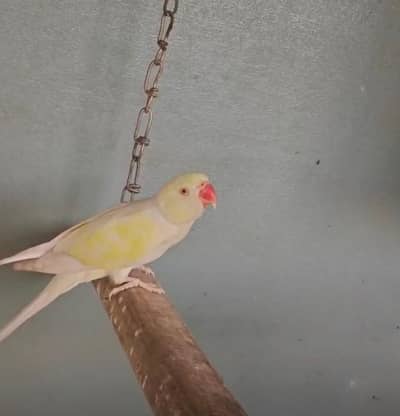 white crimino for sale
