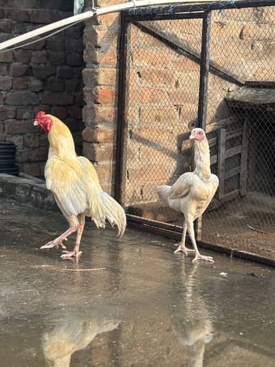 Paper White Aseel Pair & Phata — For Sale  03133454541 Whatapp only