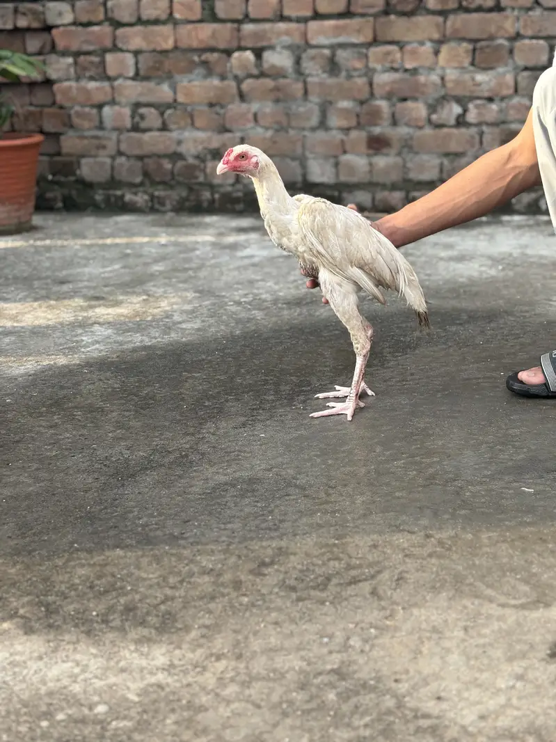 Paper White Aseel Pair & Phata — For Sale  03133454541 Whatapp only — photo 4