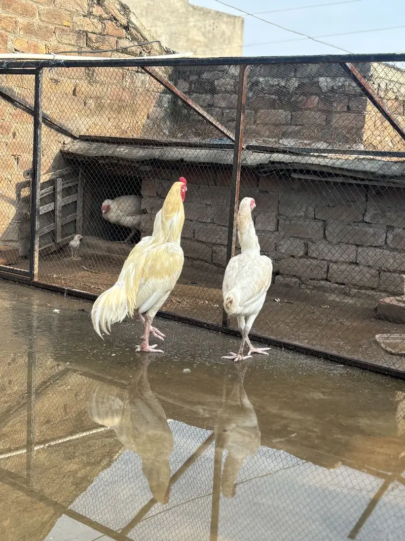Paper White Aseel Pair & Phata — For Sale  03133454541 Whatapp only — photo 2