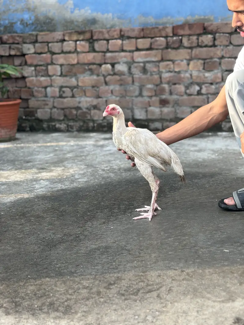 Paper White Aseel Pair & Phata — For Sale  03133454541 Whatapp only — photo 5
