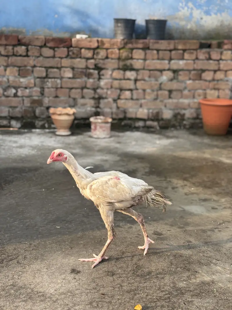 Paper White Aseel Pair & Phata — For Sale  03133454541 Whatapp only — photo 6