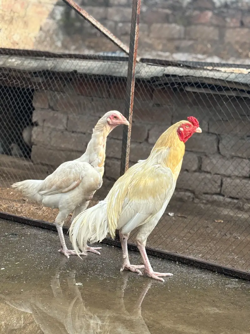 Paper White Aseel Pair & Phata — For Sale  03133454541 Whatapp only — photo 3