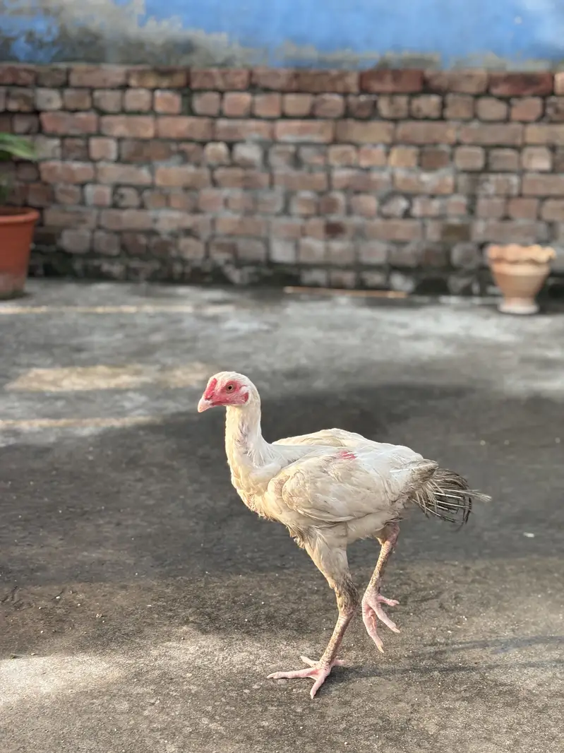 Paper White Aseel Pair & Phata — For Sale  03133454541 Whatapp only — photo 7