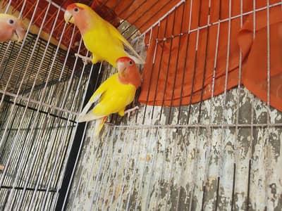 love birds