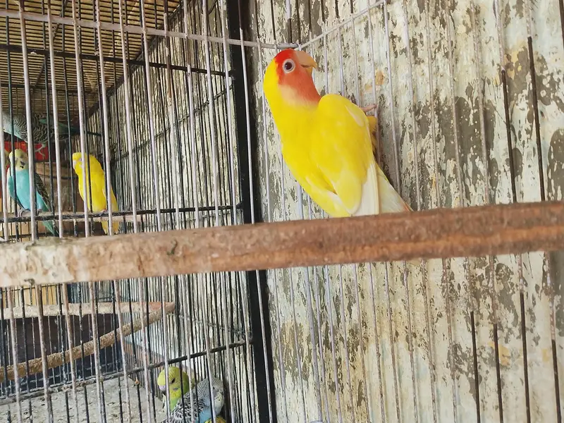 love birds — photo 2