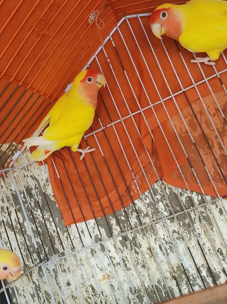 love birds — photo 3