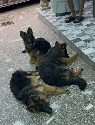 Long-Haired German Shepherd Male – 6 Months Old