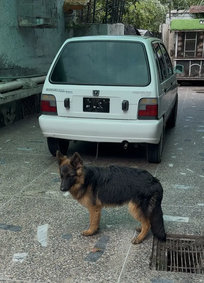 Long-Haired German Shepherd Male – 6 Months Old — photo 2