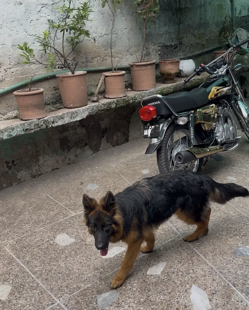 Long-Haired German Shepherd Male – 6 Months Old — photo 3