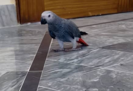 African Grey Handtame chicks Available Kharian