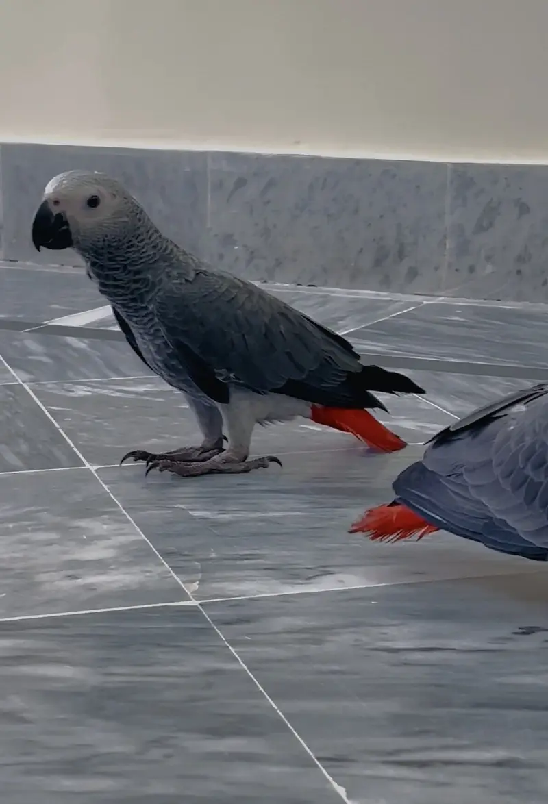 African Grey Handtame chicks Available Kharian — photo 2