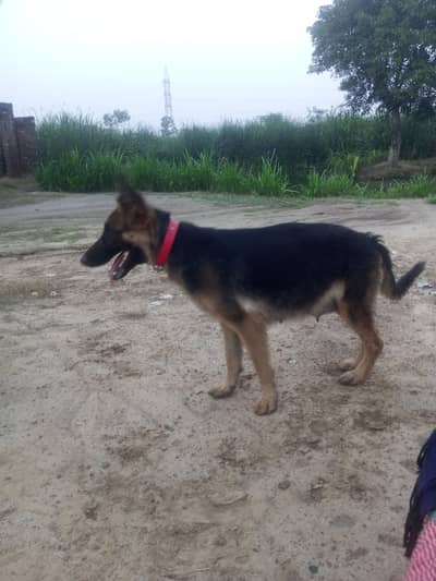 German Shepherd 2 code