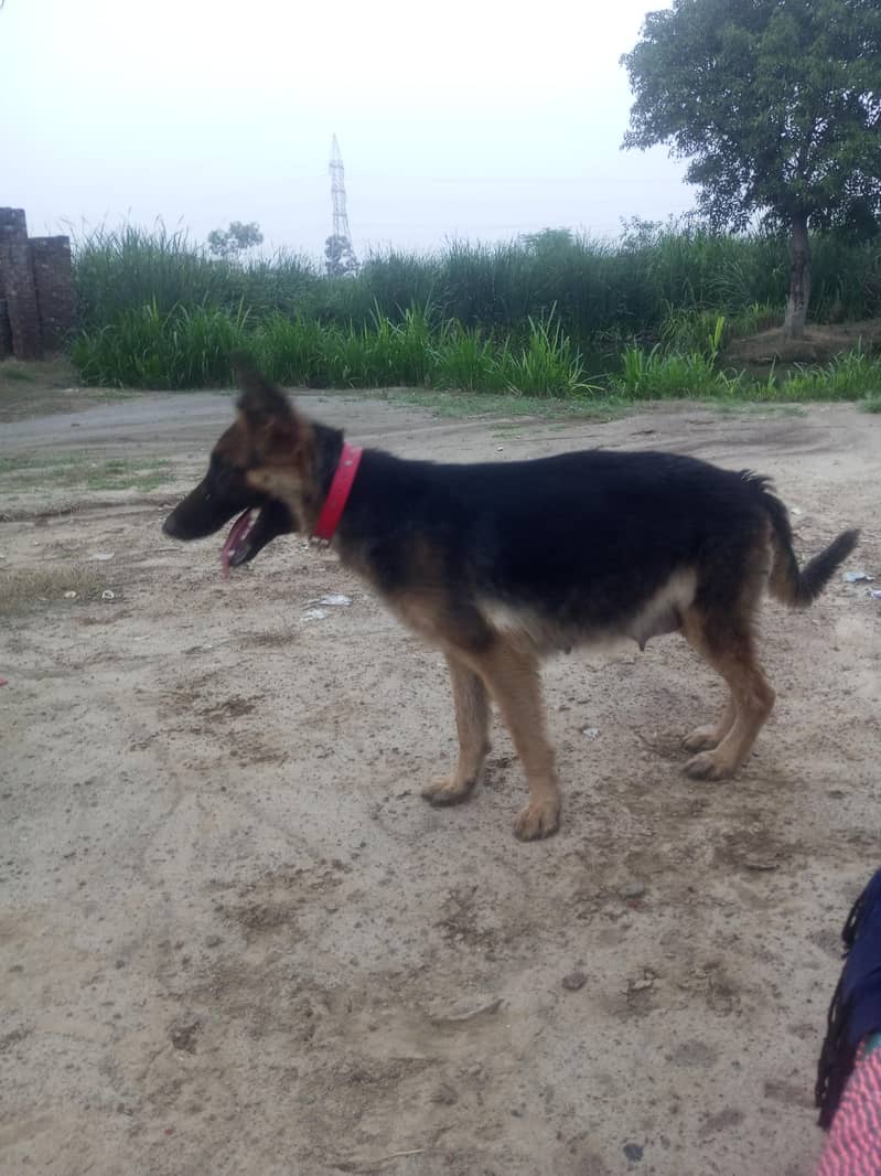 German Shepherd 2 code 0