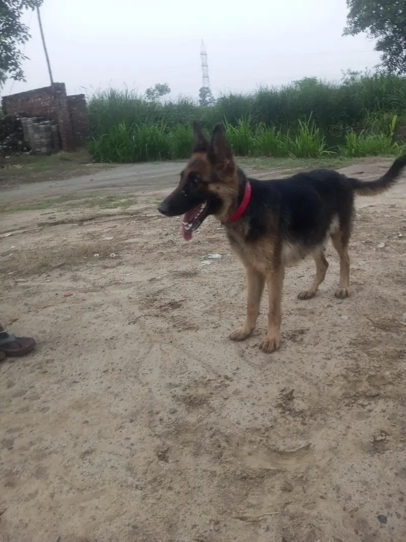 German Shepherd 2 code — photo 2