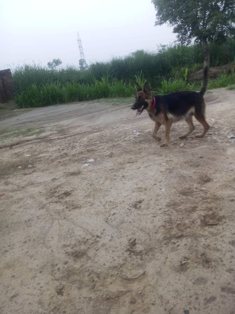 German Shepherd 2 code 2