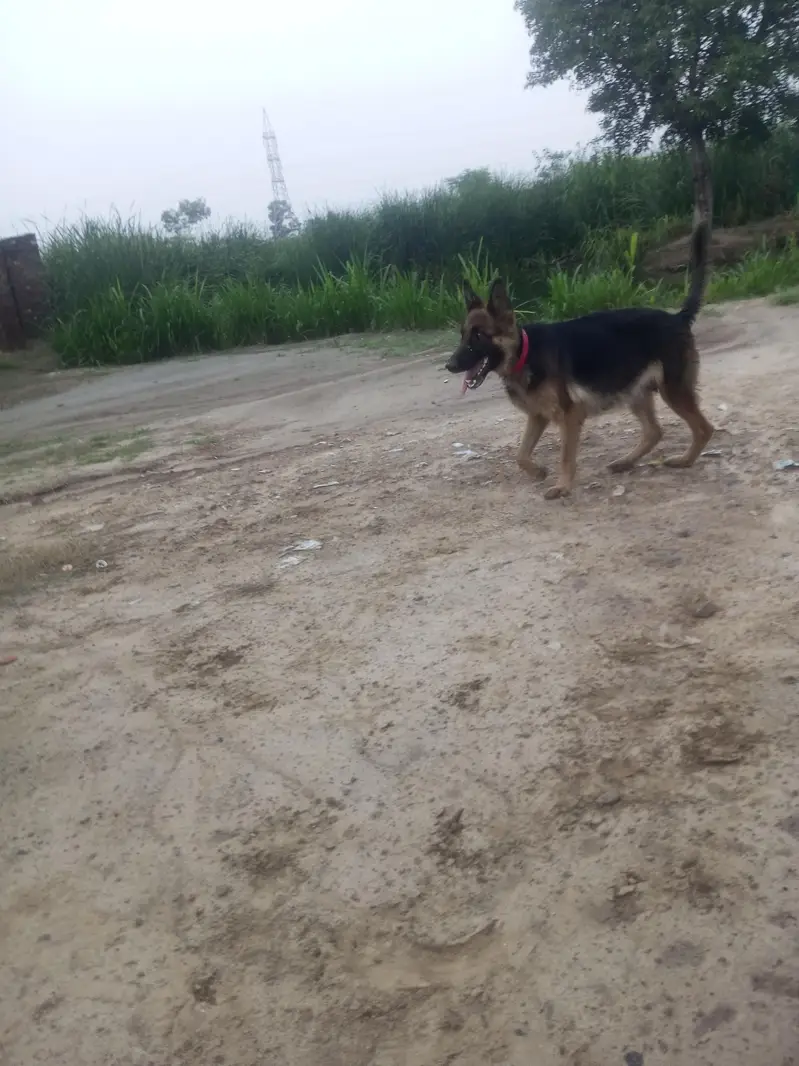 German Shepherd 2 code — photo 3
